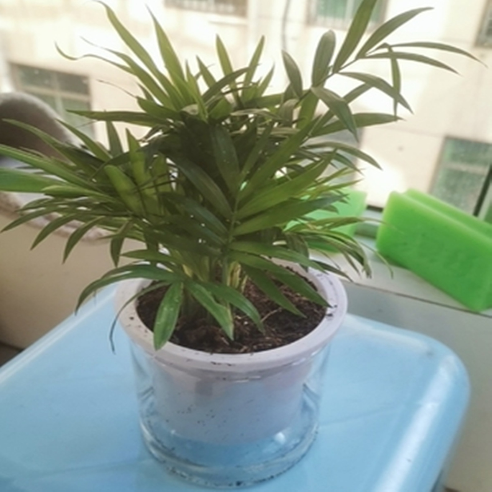 Samonawadniająca się doniczka  – Aloe Vera Pot recenzja i cena