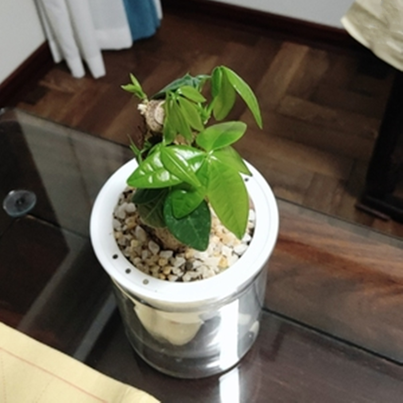 Samonawadniająca się doniczka  – Aloe Vera Pot recenzja i cena