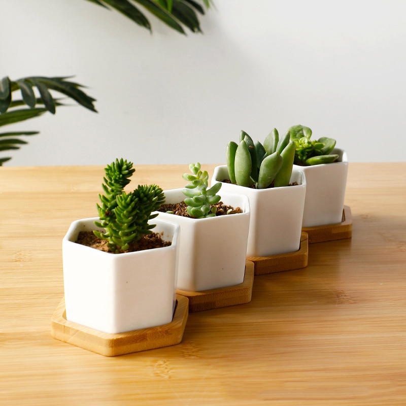 Ceramic Flowerpot White Hexago – Aloe Vera Pot recenzja i cena